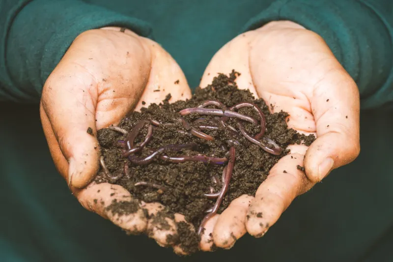 Lo que vive bajo tus pies: los artrópodos del suelo como testigos del estado real de nuestros ecosistemas