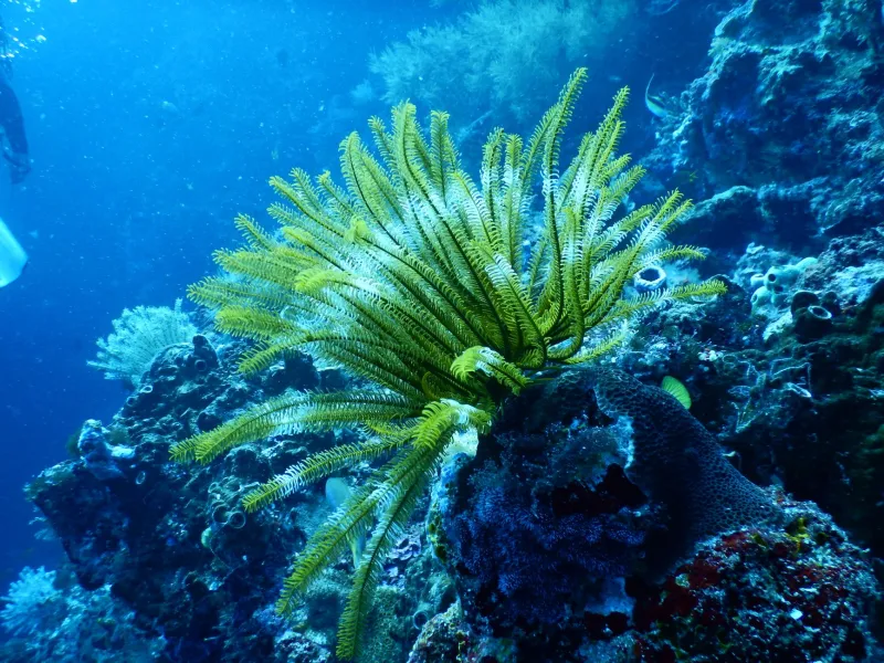 En las profundidades del olvido: los corales de aguas frías que sostienen un universo invisible