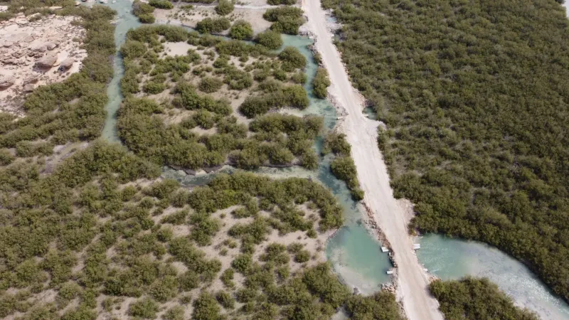 La naturaleza como ingeniera: cómo los ecosistemas costeros protegen a millones de personas frente al cambio climático