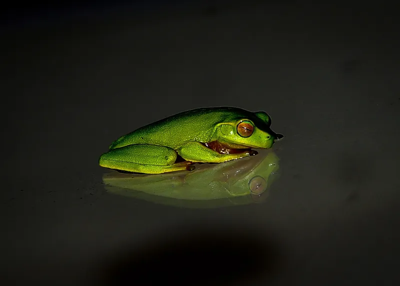 El coro que se apaga: por qué el silencio de las ranas anuncia el colapso de nuestros ecosistemas acuáticos