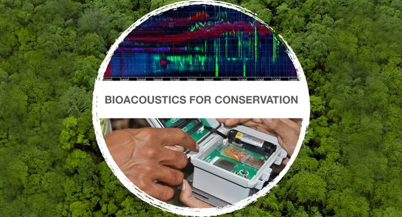 Escuchar para proteger: la bioacústica como guardiana de los ecosistemas amenazados