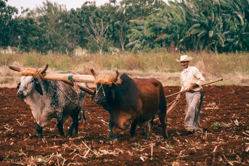 Aliados invisibles bajo la tierra: los nematodos benéficos que están transformando la agricultura latinoamericana