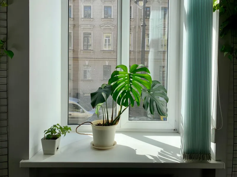 Tu hogar como aliado: las plantas que combaten silenciosamente la contaminación del aire que respiras cada día